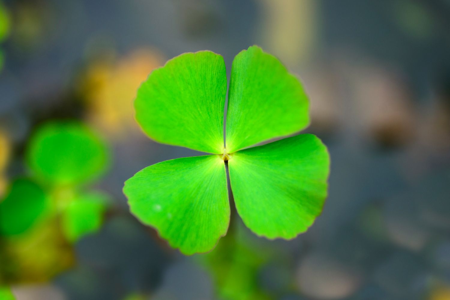 Chance argent Courtrai - marabout Djara